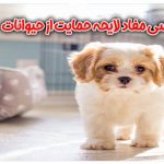 بررسی مفاد لایحه حمایت از حیوانات